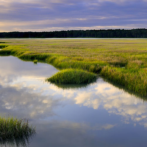 Chesapeake Bay saltwater marsh