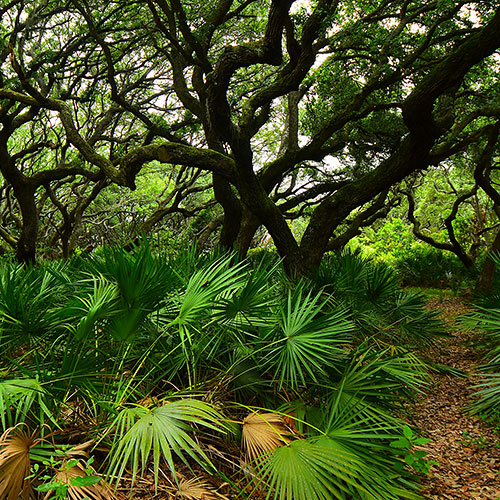 Live oaks