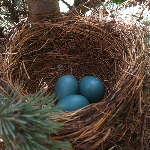 Bird's nest with eggs