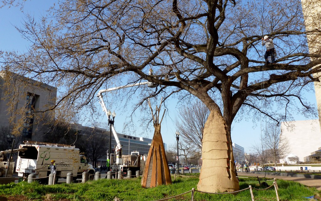 Winter Tree Inspections Identifying Tree Problems And Preparing For Next Year S Pruning Smithsonian Gardens