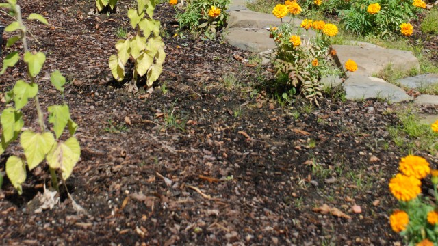 Marigolds and corn stocks in the Native Landscape at the National Museum of the American Indian