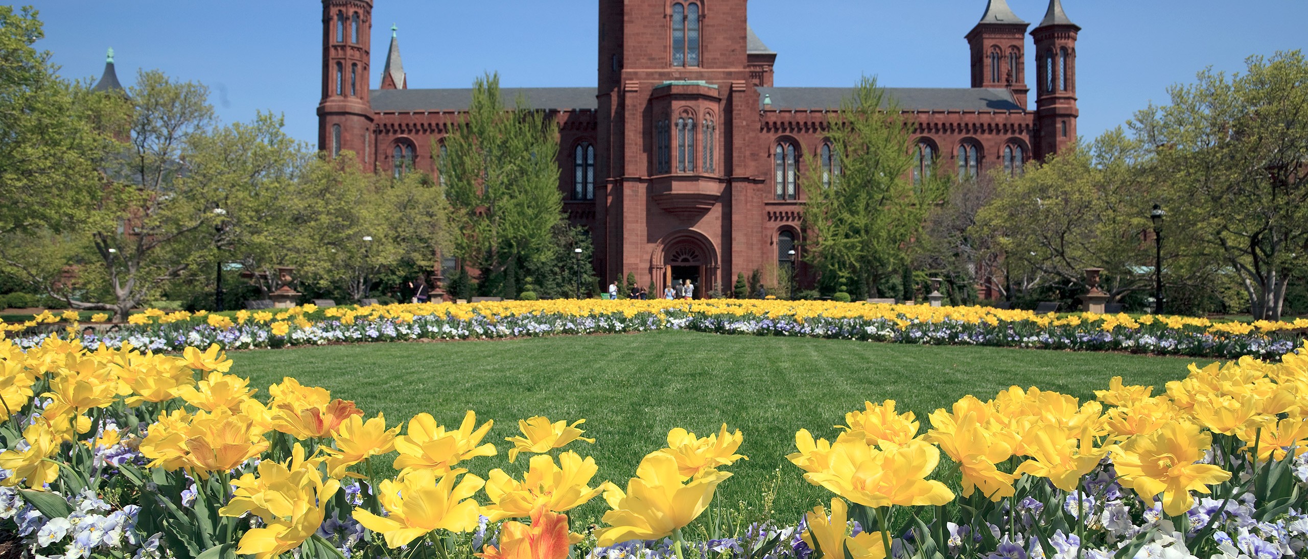 Yellow tulips in bloom on the parterre in the Enid A. Haupt Garden