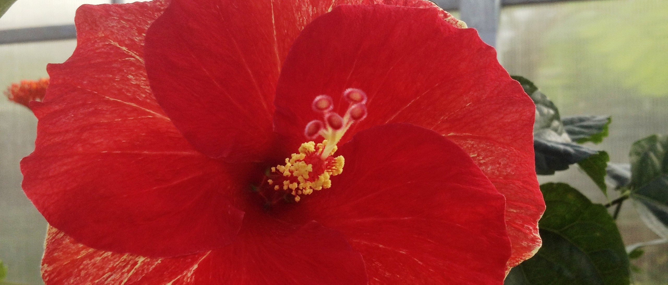 Large red hibiscus flower in Smithsonian greenhouse