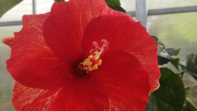 Large red hibiscus flower in Smithsonian greenhouse