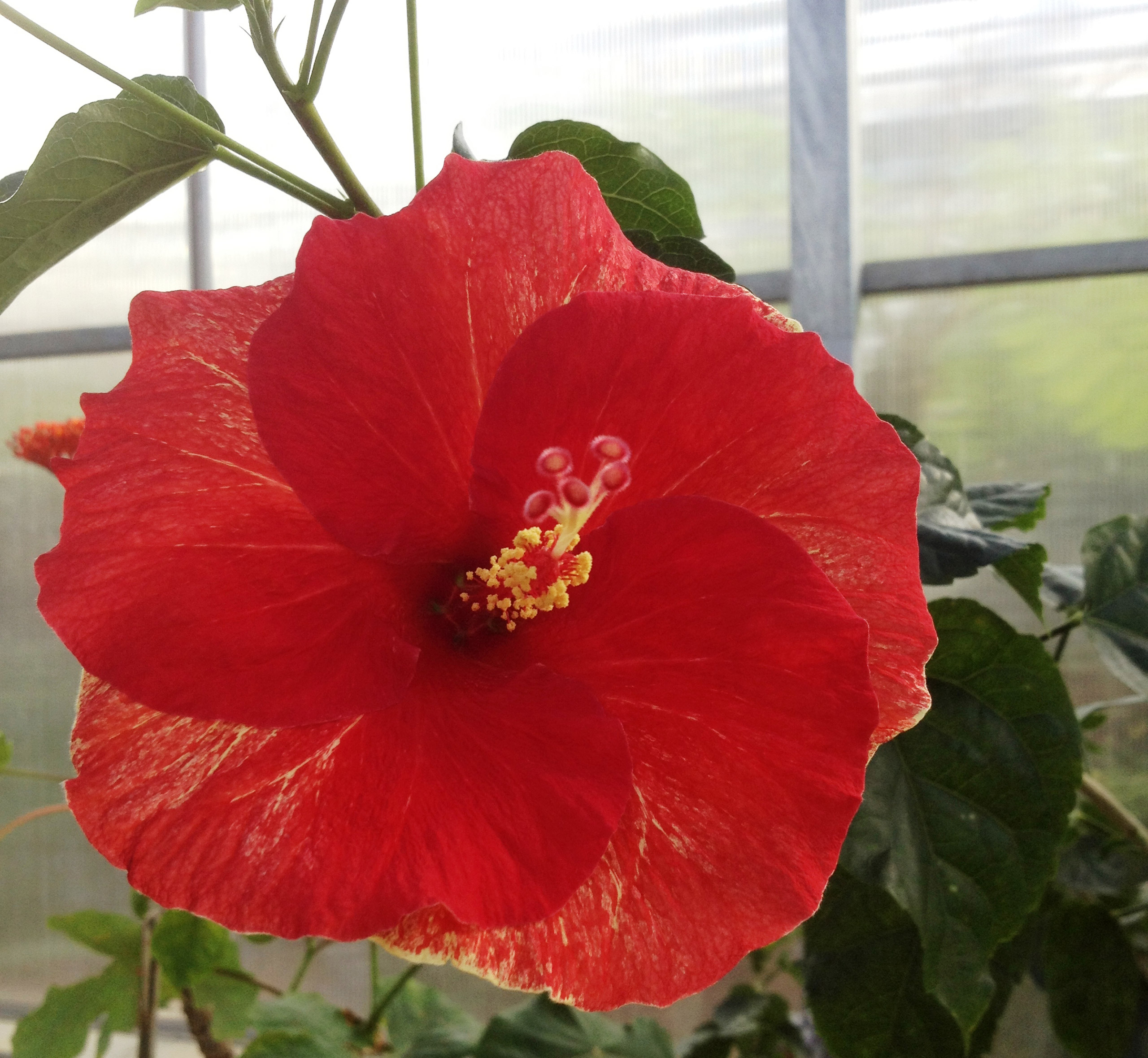 Care of Hibiscus rosasinensis Smithsonian Gardens