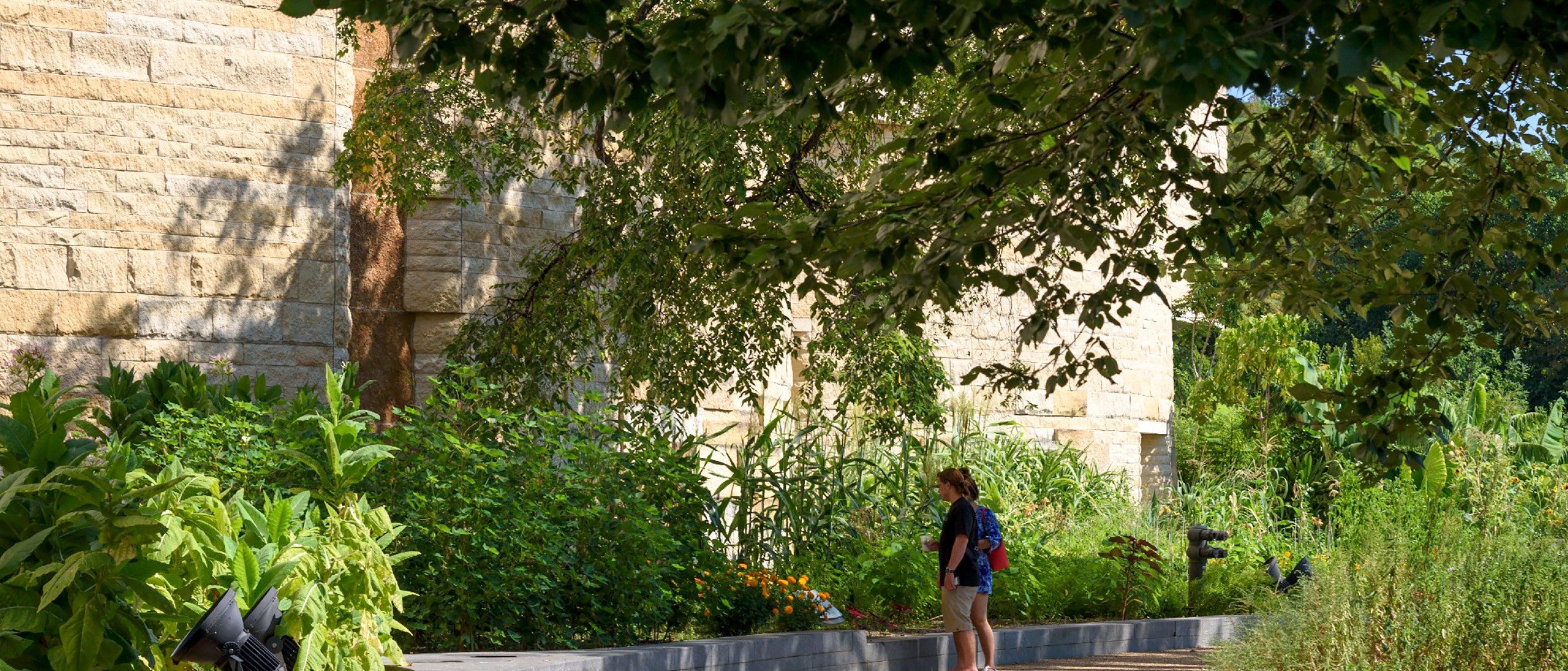 Visitors stop to read garden sign and look at corn plants in the Native Landscape at the National Museum of the American Indian