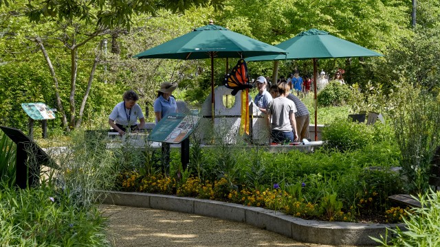 Staff setting up green shade umbrellas, large windsock bugs and other supplies in Pollinator Garden