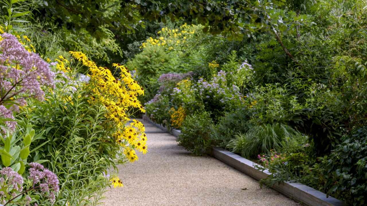 pollinator-garden-at-the-national-museum-of-natural-history