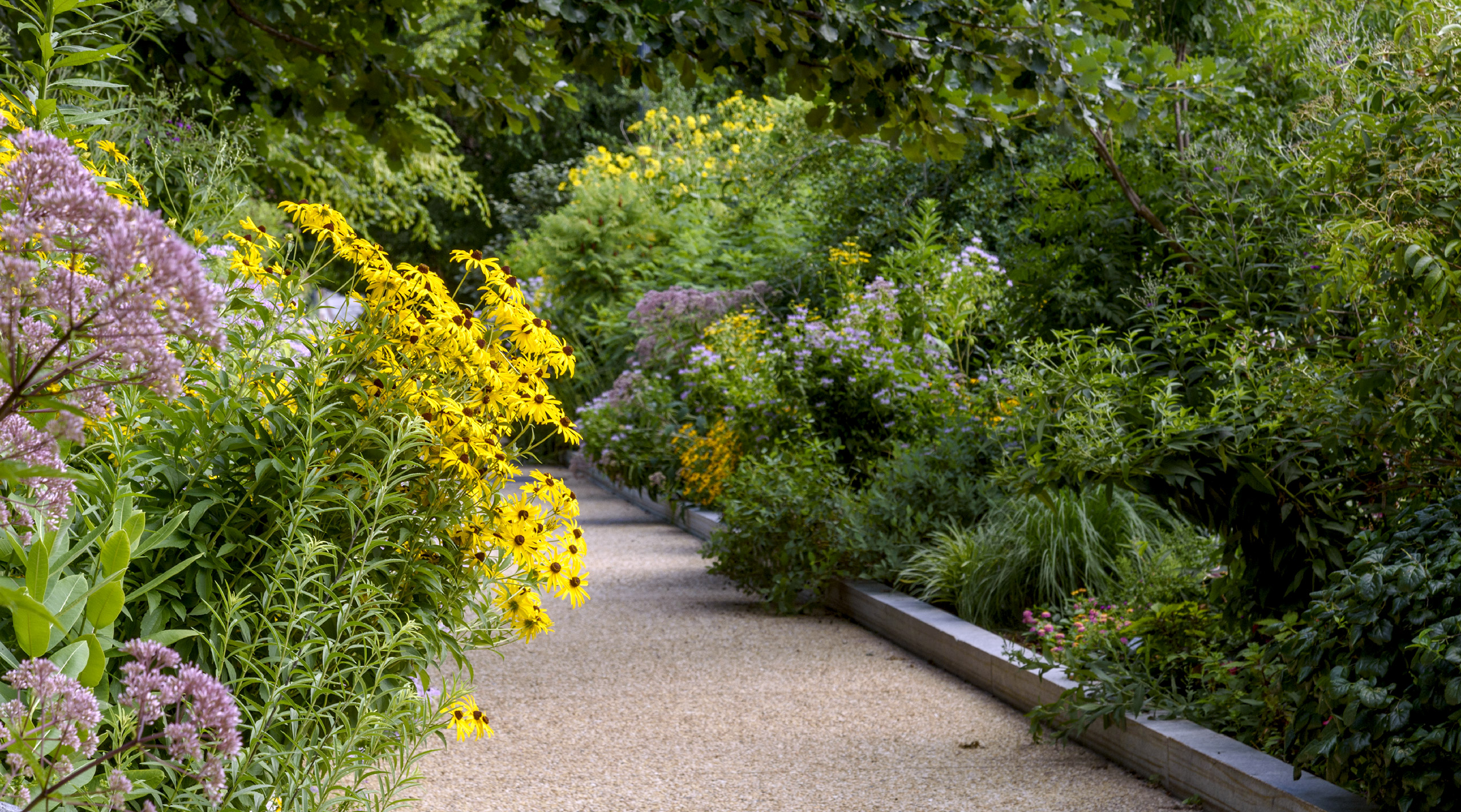 Path through Pollinator Garden framed by purple and yellow flowers