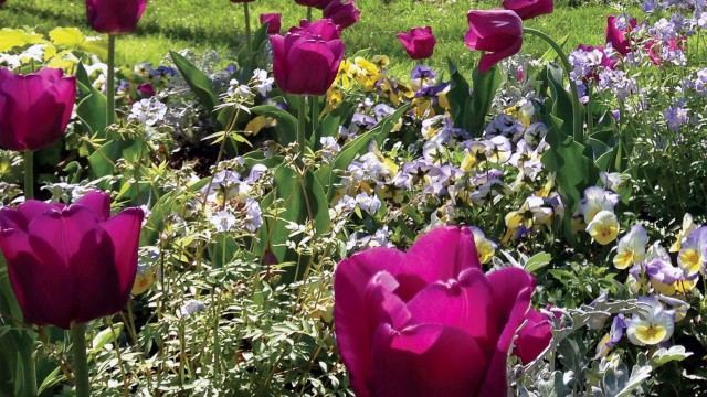 Smithsonian Gardens with tulips and pansies in bloom