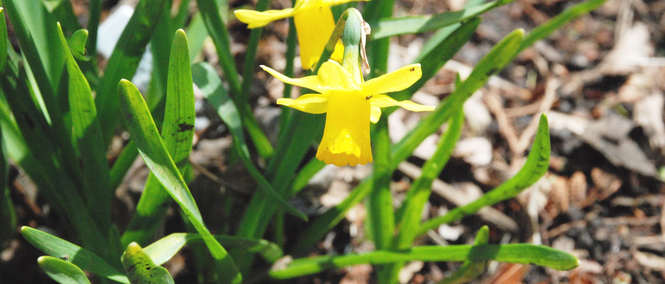 daffodils