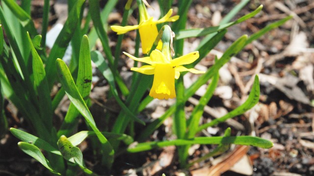 daffodils