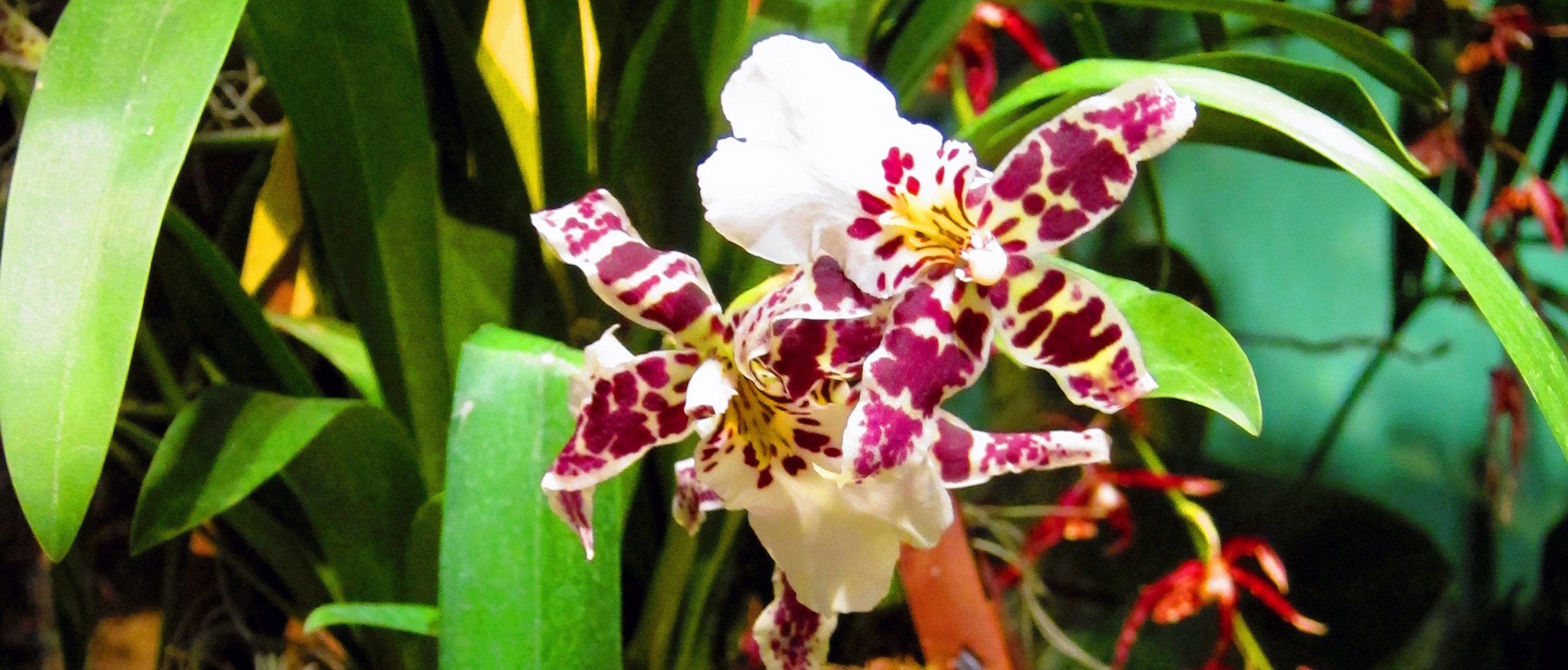Orchid