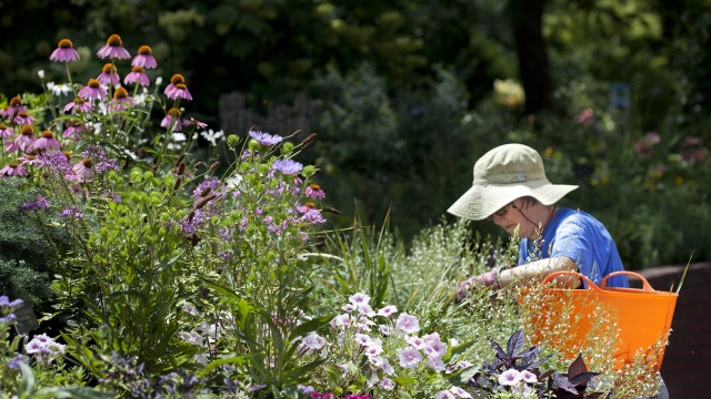 Volunteer weeding in the Ripley Garden