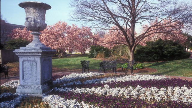 Downing Urn in Enid A. Haupt Garden with saucer magnolias in full bloom.