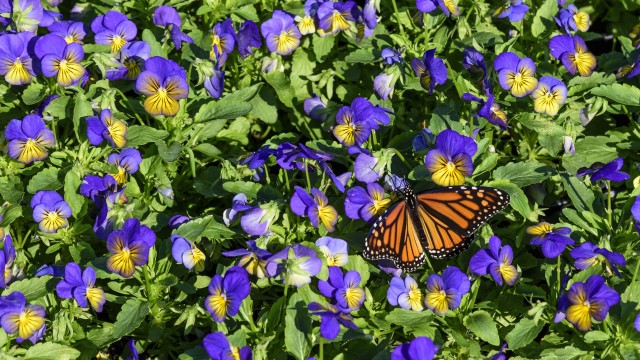 Pollinator Garden at the National Museum of Natural History