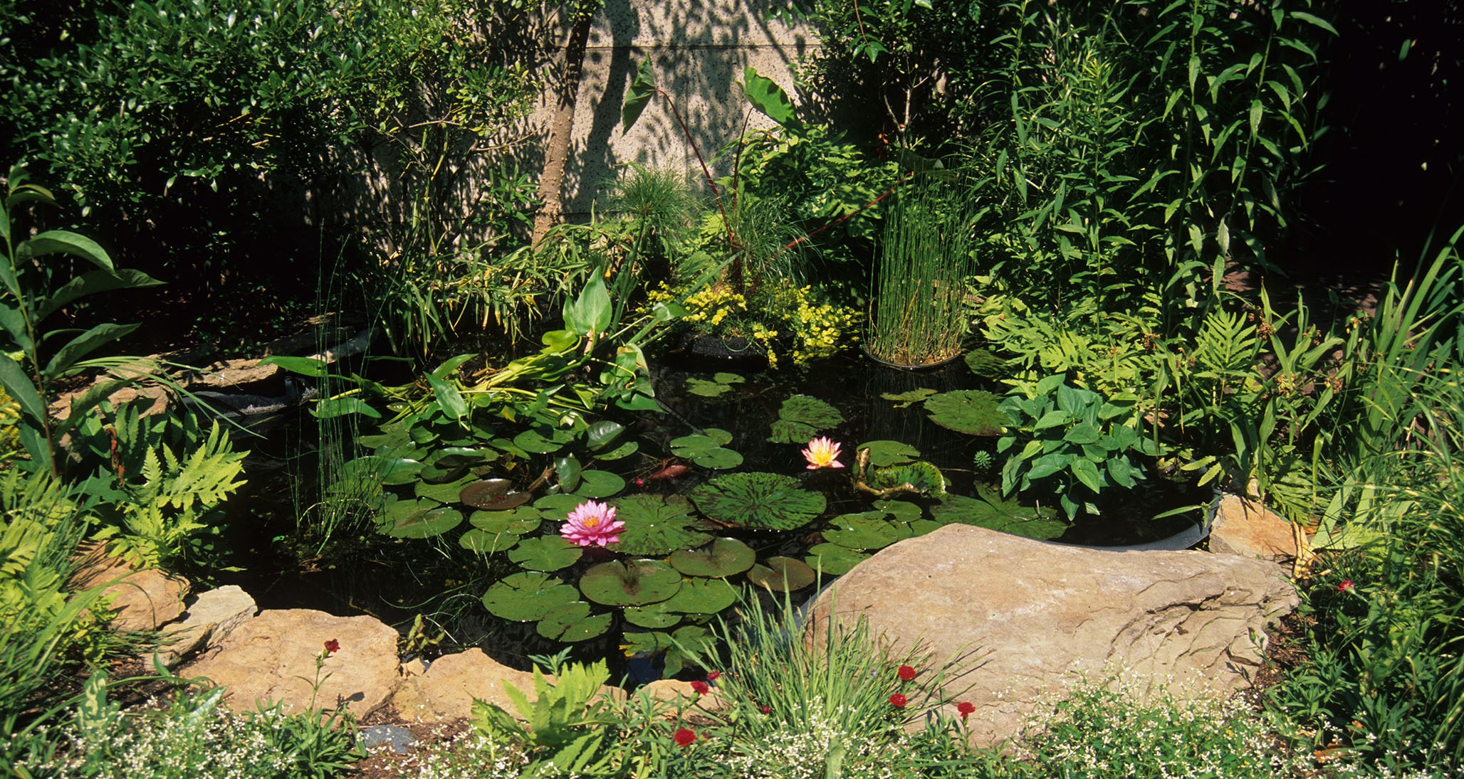 Pollinator Garden at the National Museum of Natural History