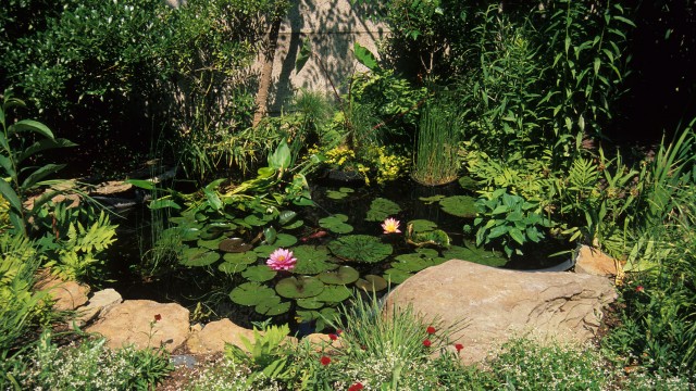 Pollinator Garden at the National Museum of Natural History