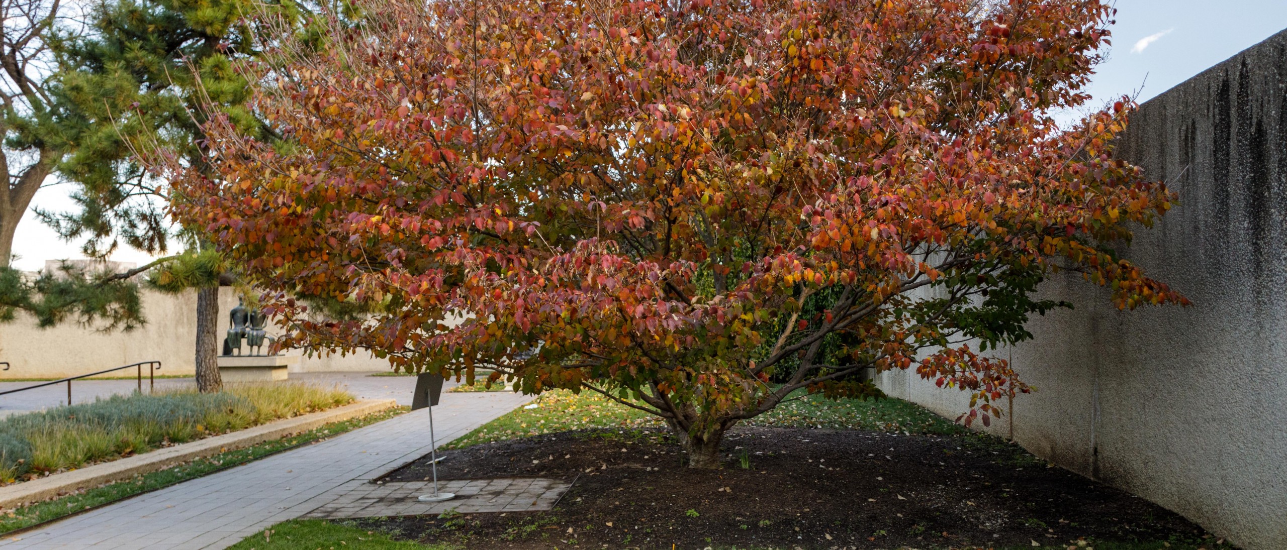 Fall tree