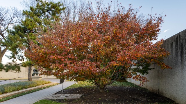 Fall tree