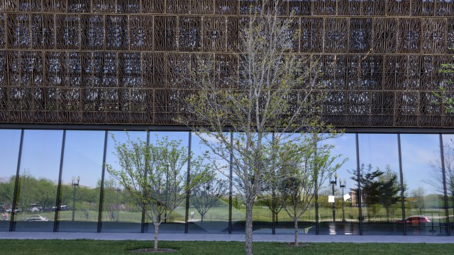 three young live oak trees in front of museum building