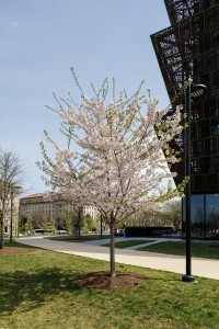 Prunus yedoensis, Yoshino Cherry