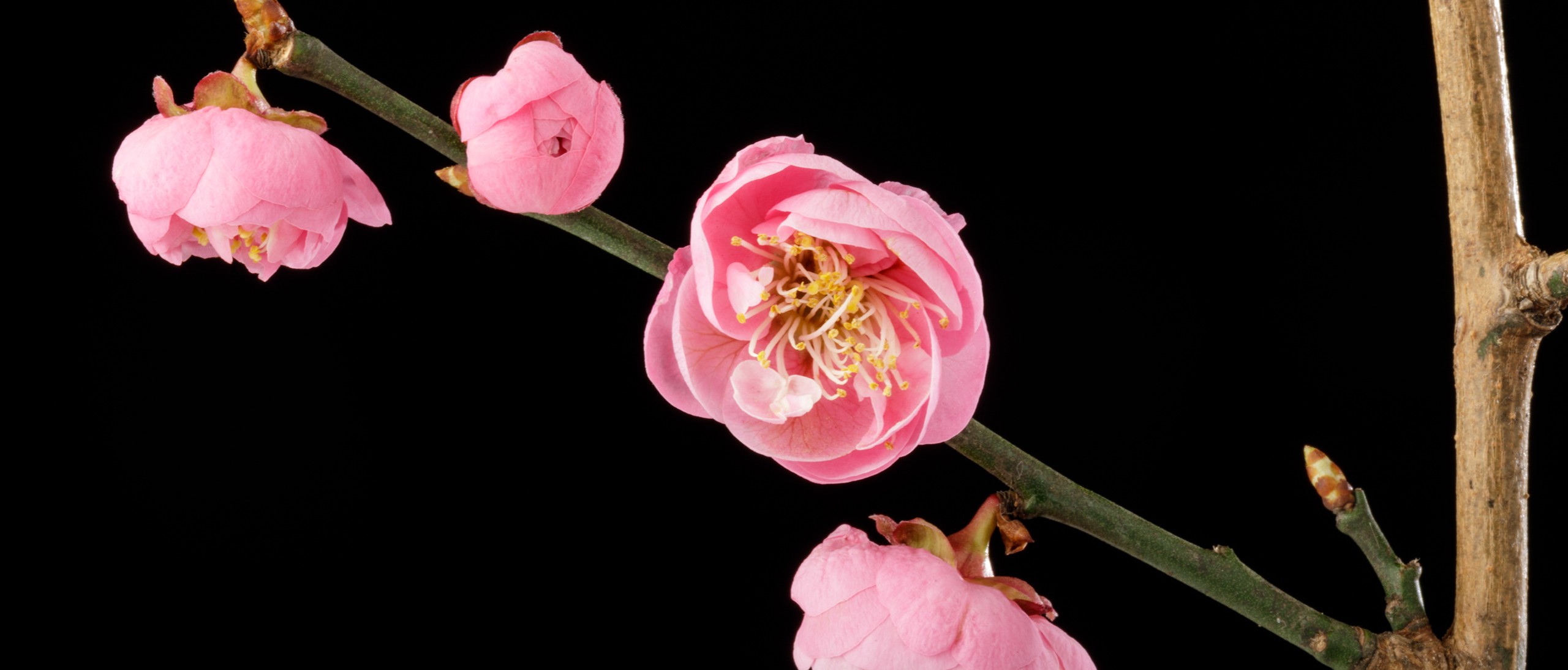 Flowers on an ornamental Flowering Apricot tree