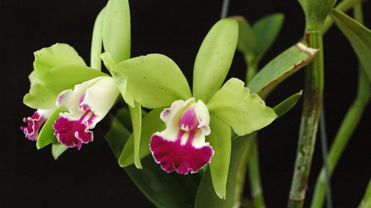 Cattleya flower outlet