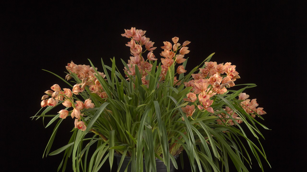 orchid cymbidium plant