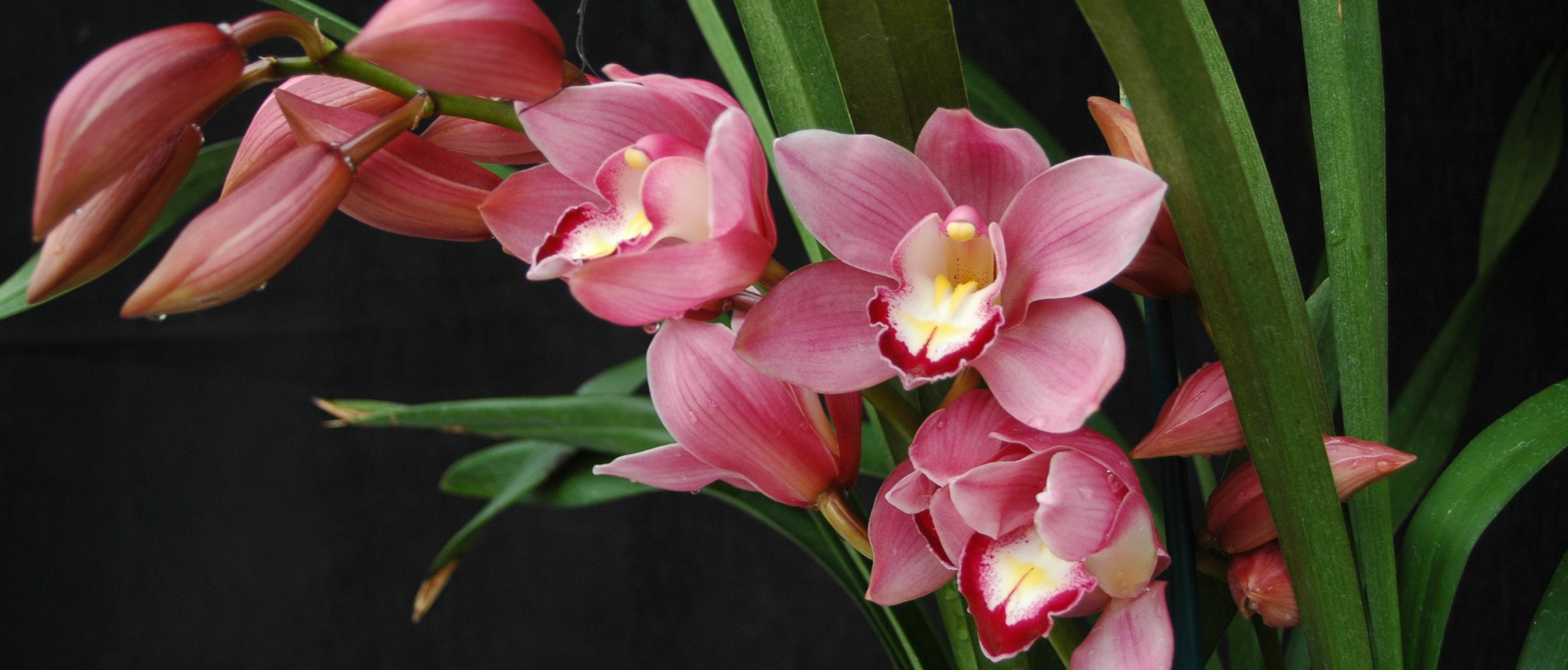 orchid cymbidium plant