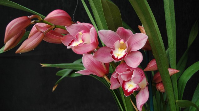 Orchid, Cymbidium Heart Joy 'Papini'