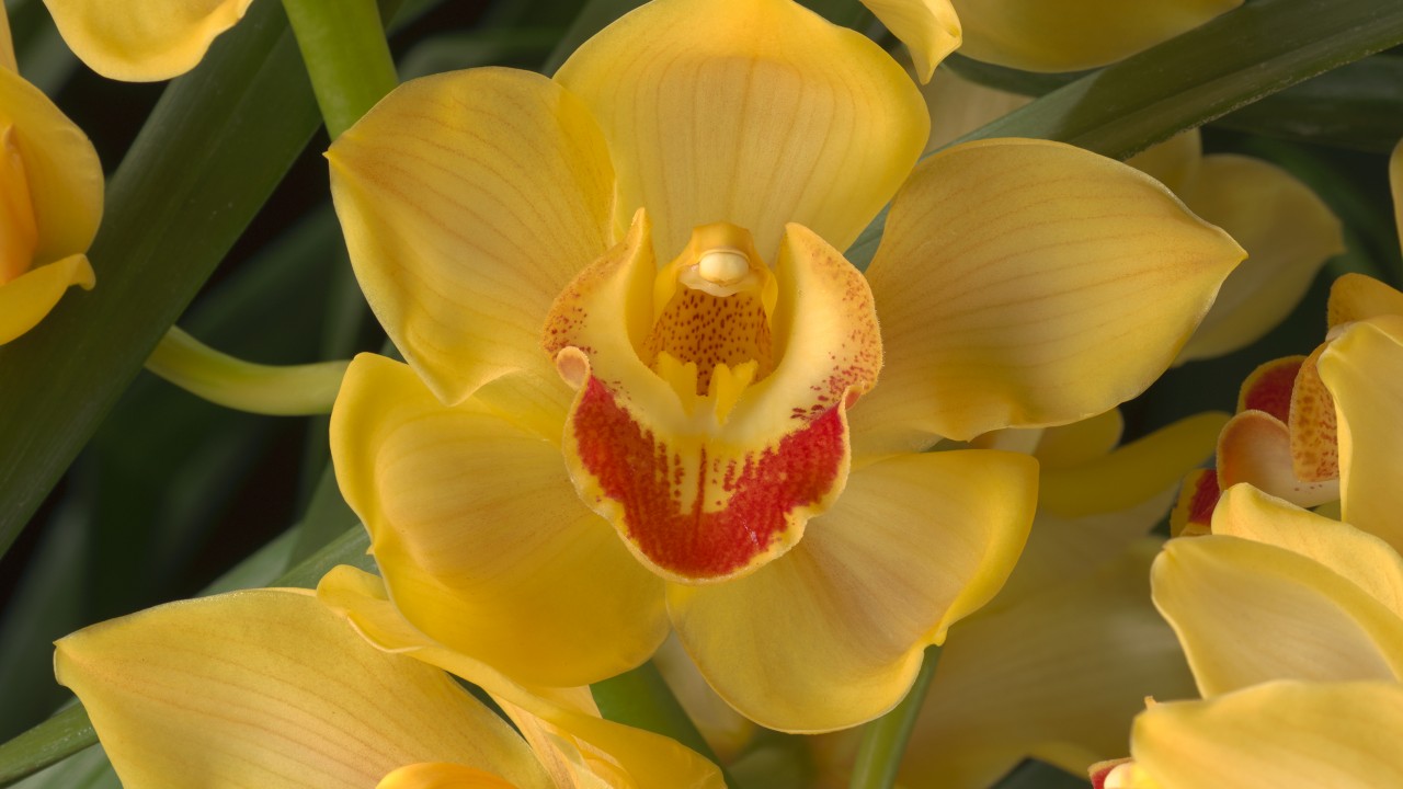 Care of Cymbidium - Smithsonian Gardens