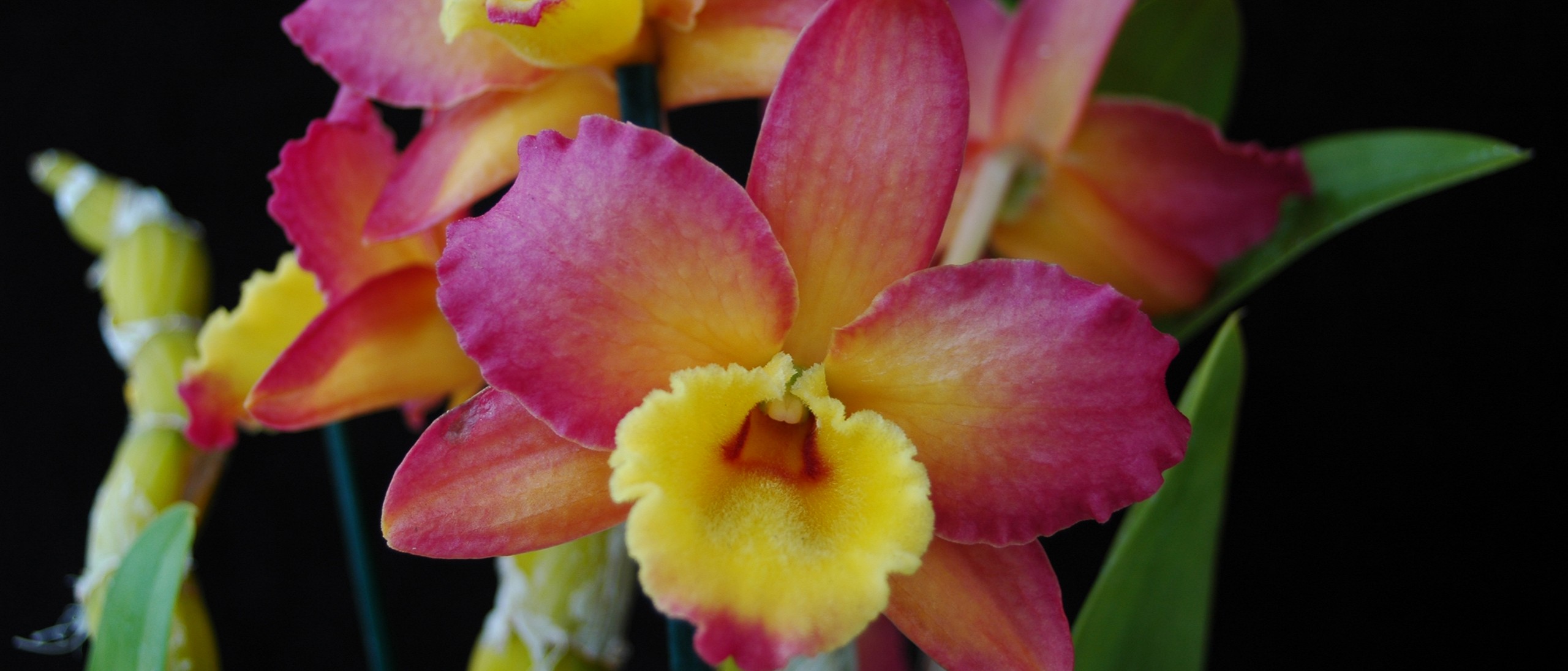 Orchid, Dendrobium Oriental Smile 'Fantasy'