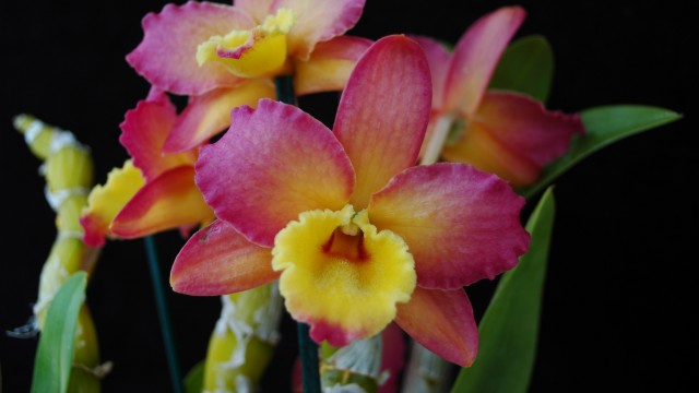 Orchid, Dendrobium Oriental Smile 'Fantasy'