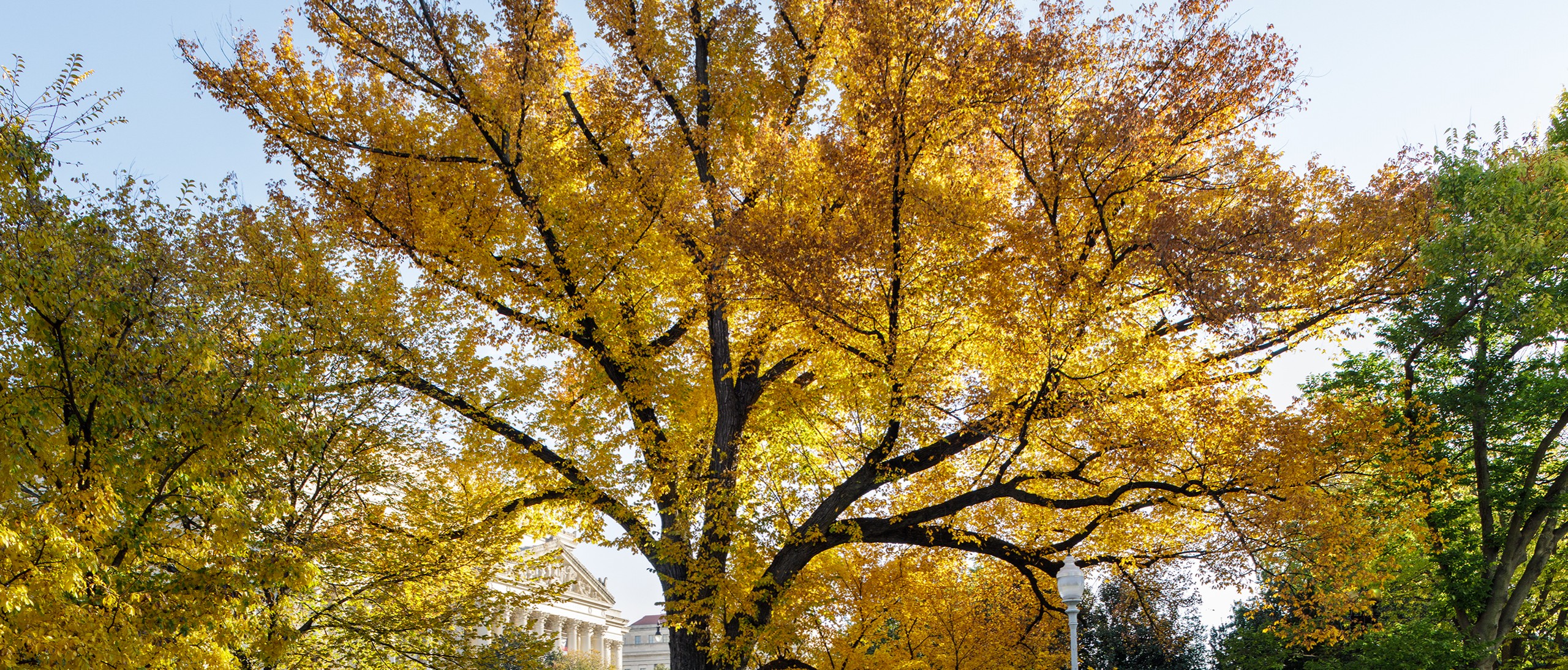 Elm number 1 in the fall