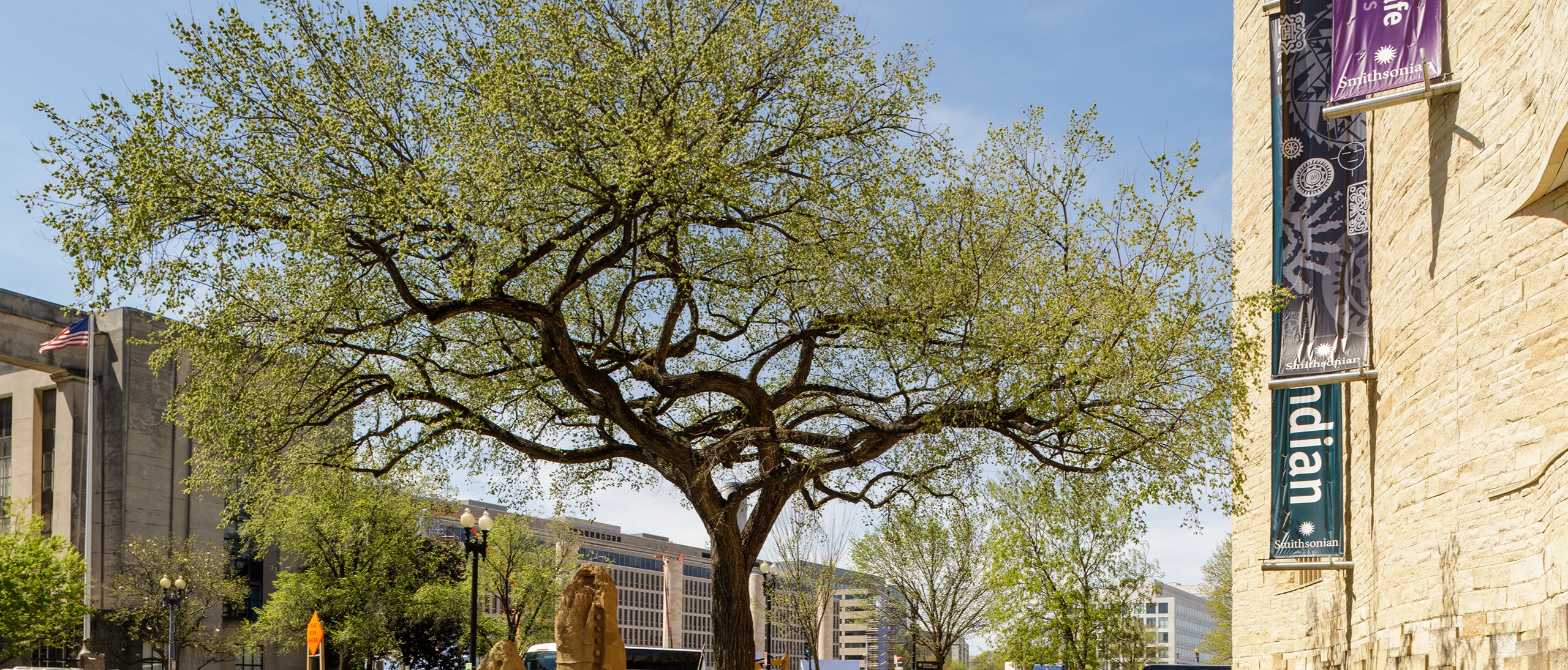 Large elm with spring leaves outside the NMAI museum