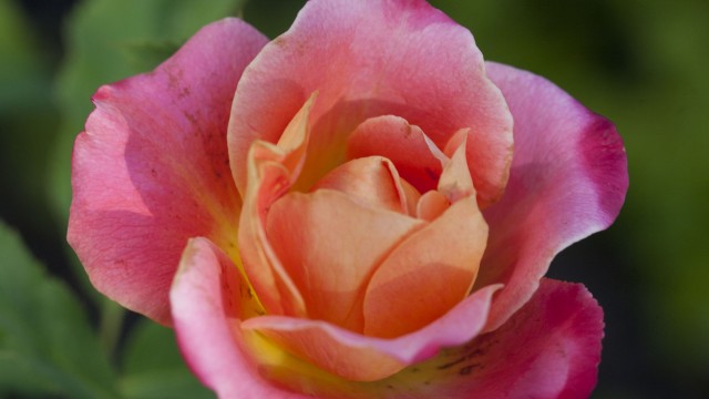 Hybrid Tea Rose