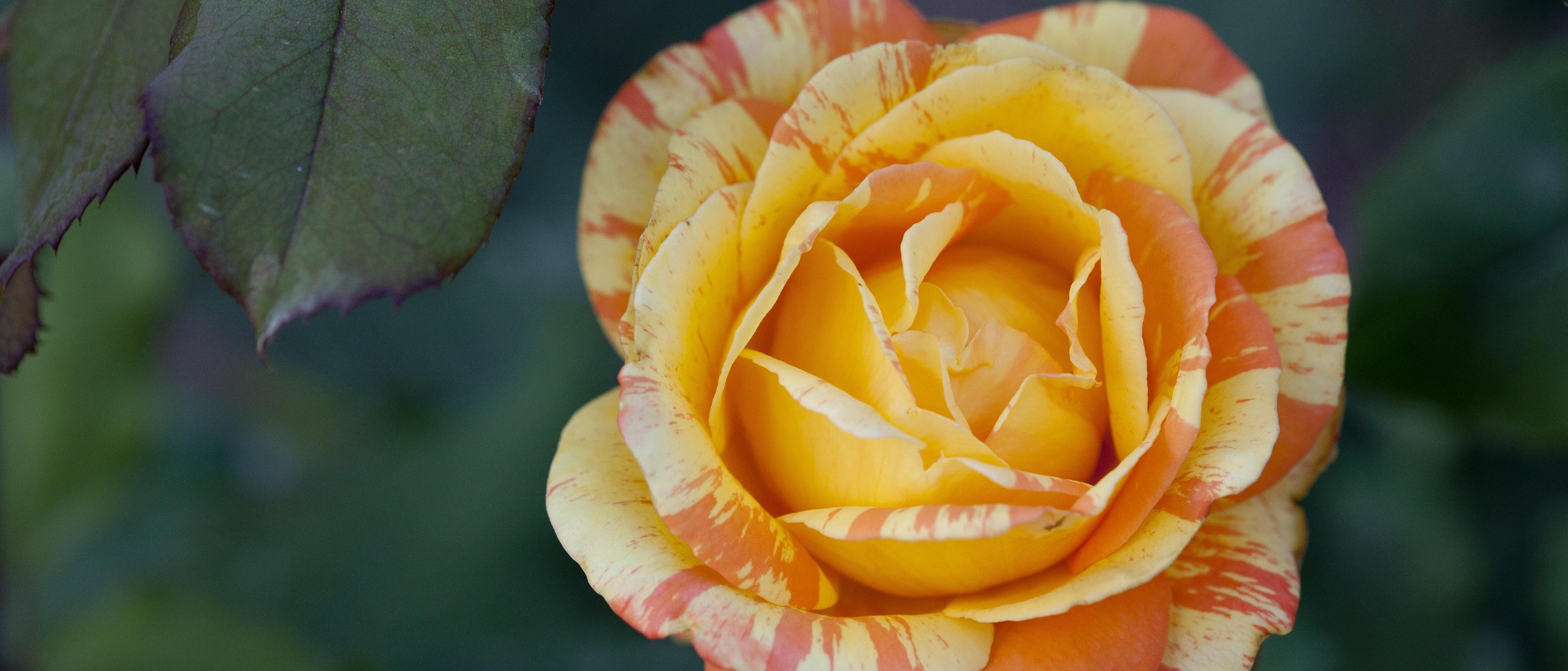 orange flower