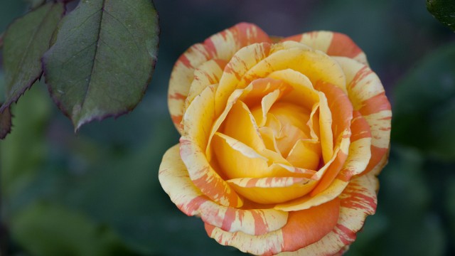 orange flower