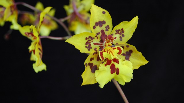 Orchid, Oncidium Tiger Crow 'Golden Girl'