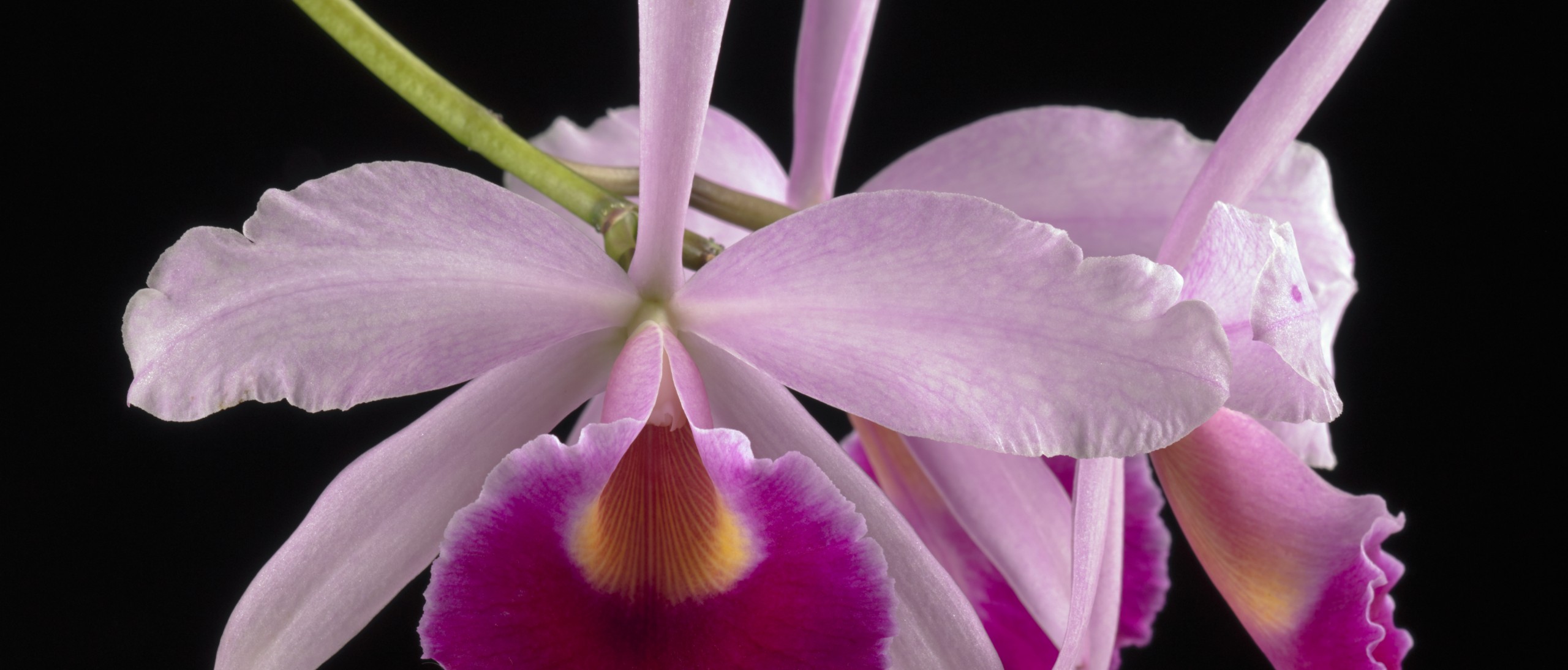 Orchid Page Banner