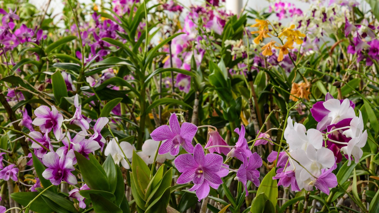 Orchids in greenhouse