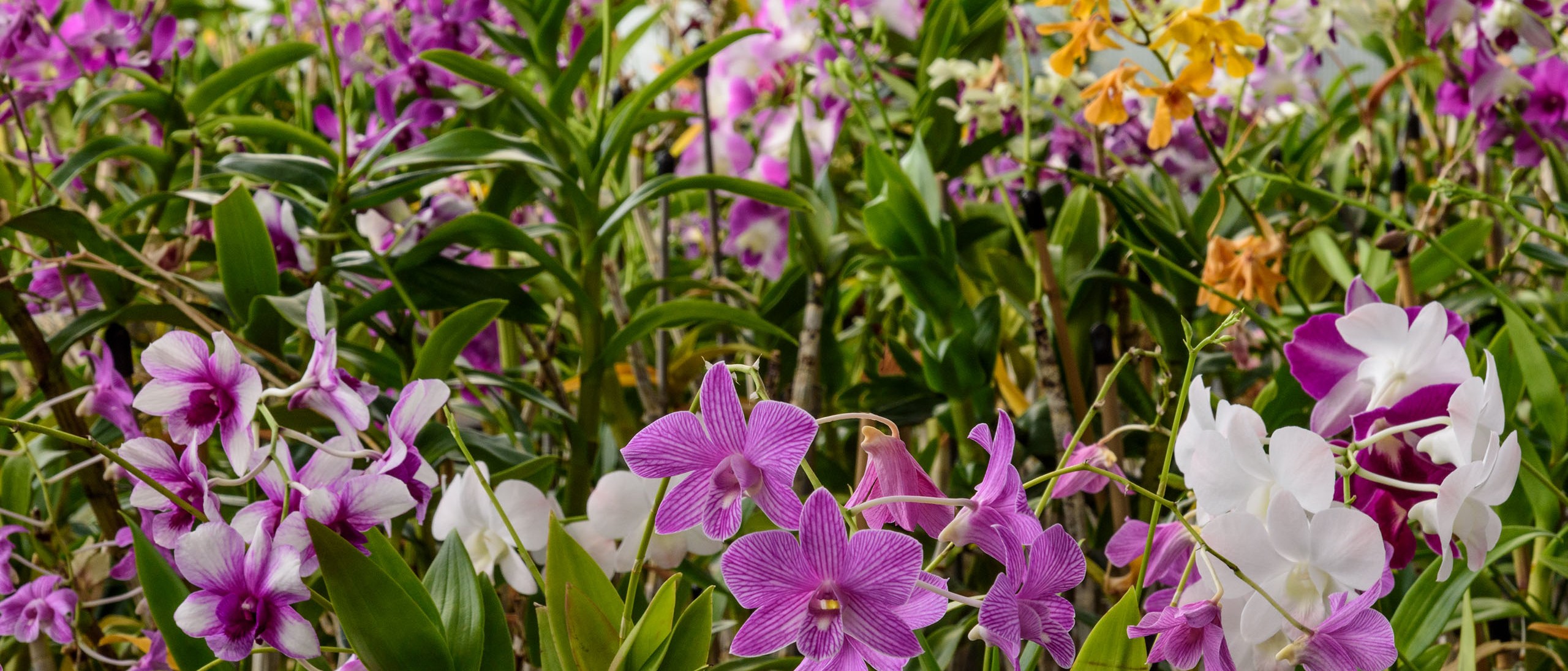 Orchids in greenhouse