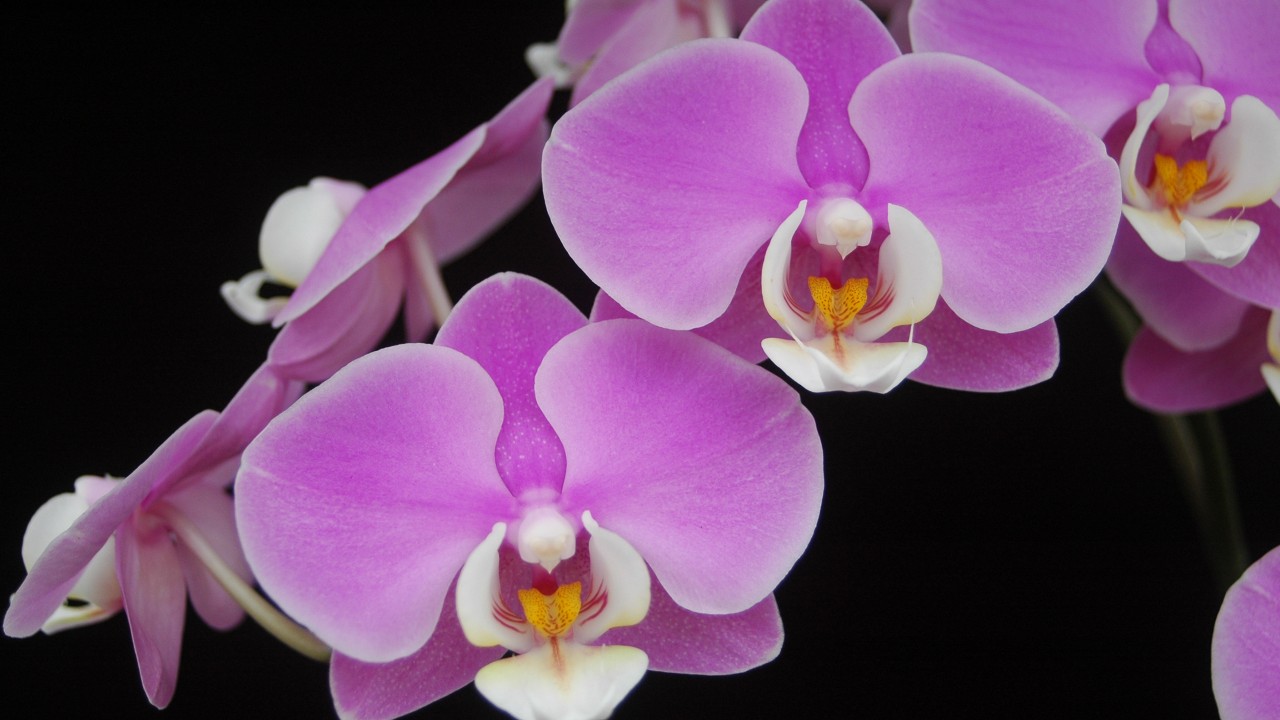 Care of Phalaenopsis - Smithsonian Gardens