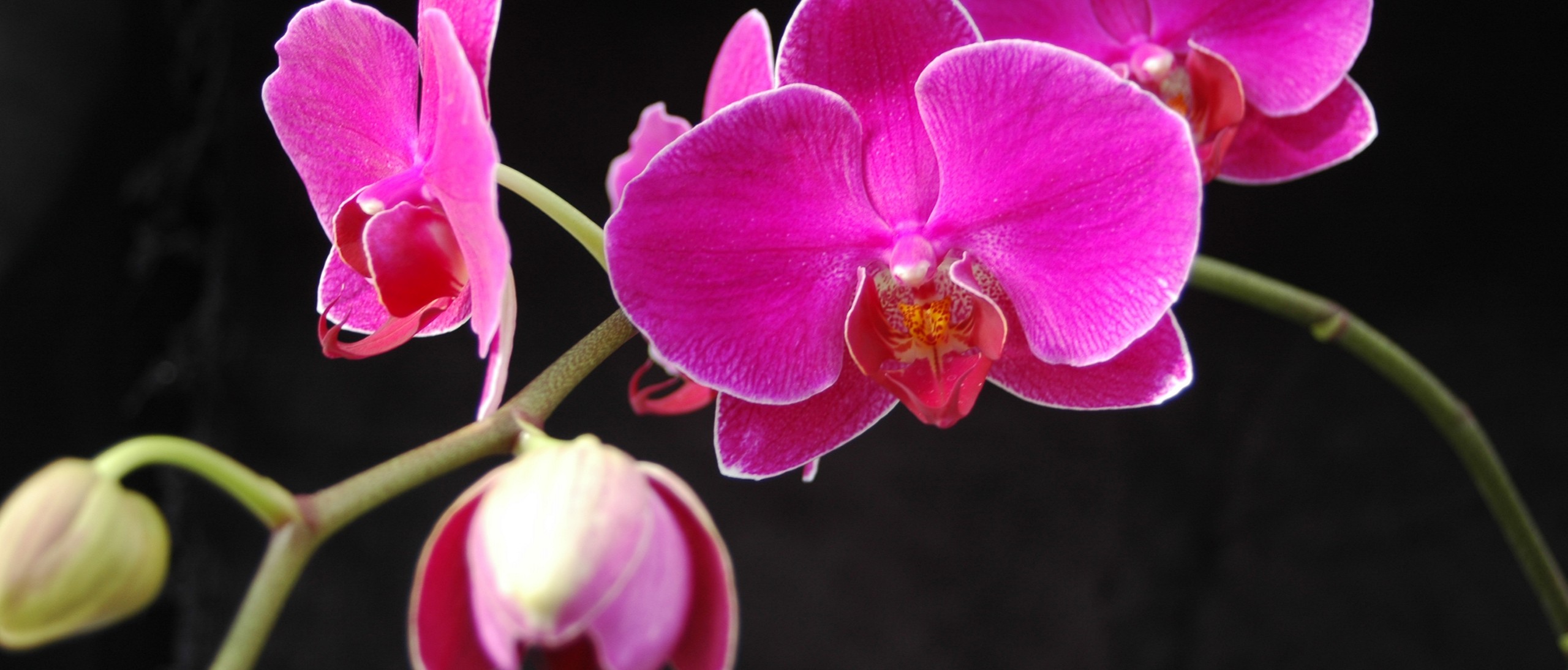 Bright pink Phalaenopsis blooms on one spike