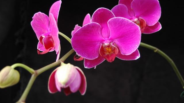 Bright pink Phalaenopsis blooms on one spike