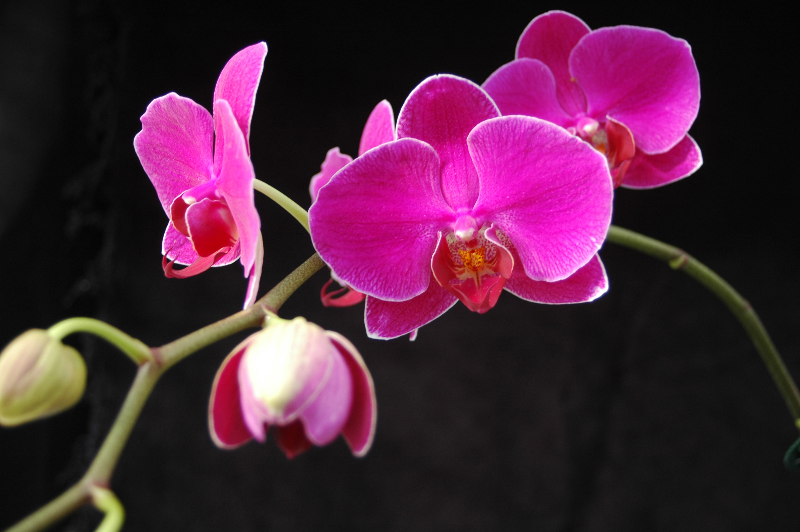 Moth orchid deals