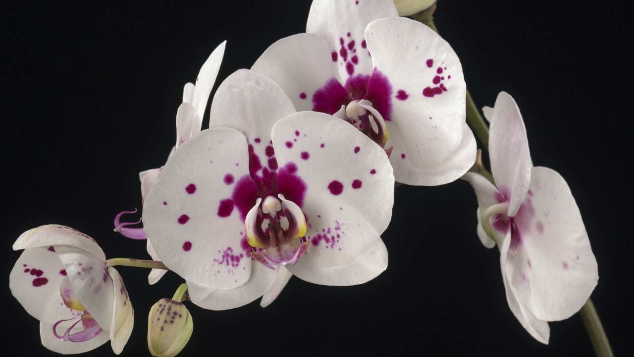 Care of Phalaenopsis - Smithsonian Gardens