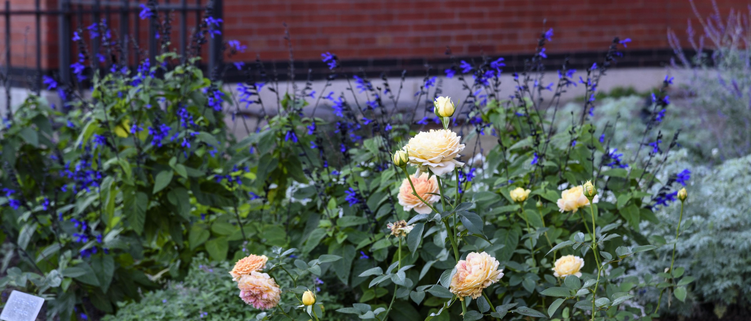 Tips for Growing Healthy Roses - Smithsonian Gardens