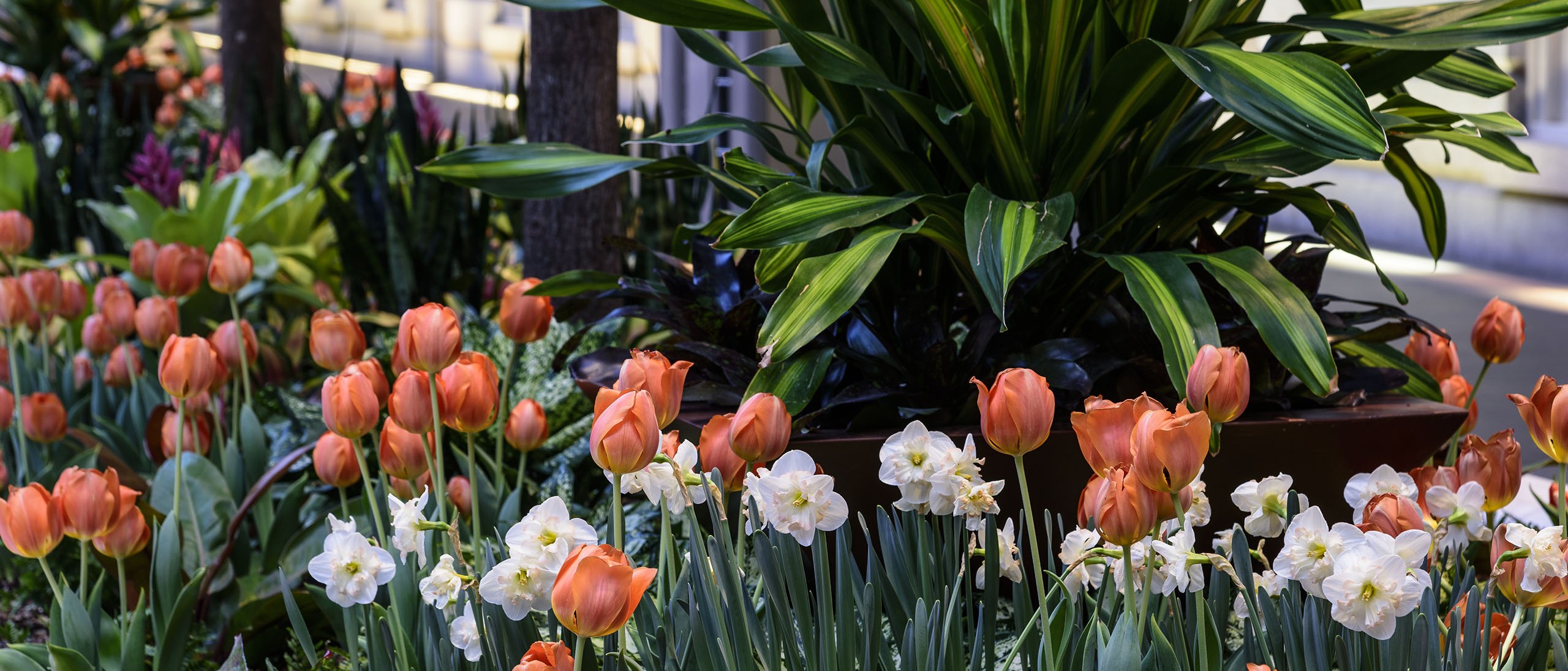 Tulips and daffodils in Kogod planter